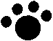 Katzenpfote